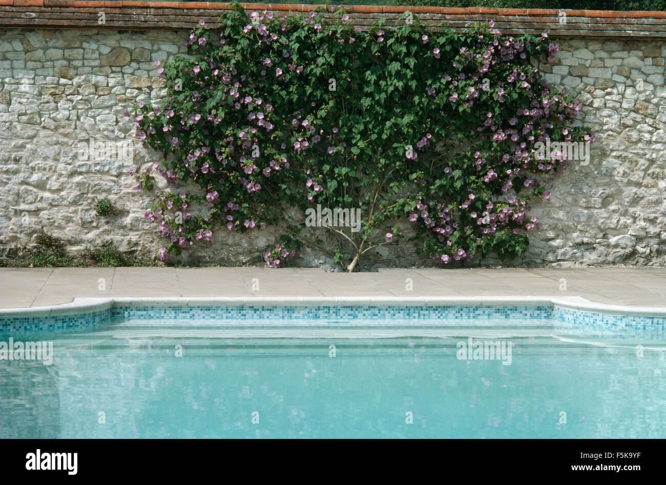 Lila Clematis auf Steinmauer, die einen türkisfarbenen Pool in einem Landschaftsgarten Stockfoto