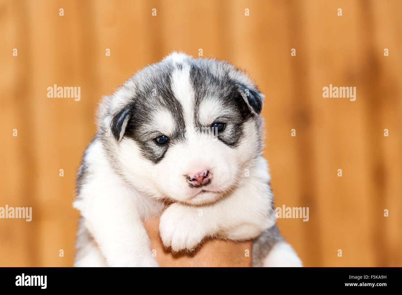 Neugeborener Heiserer Welpe Stockfotos Und Bilder Kaufen Alamy