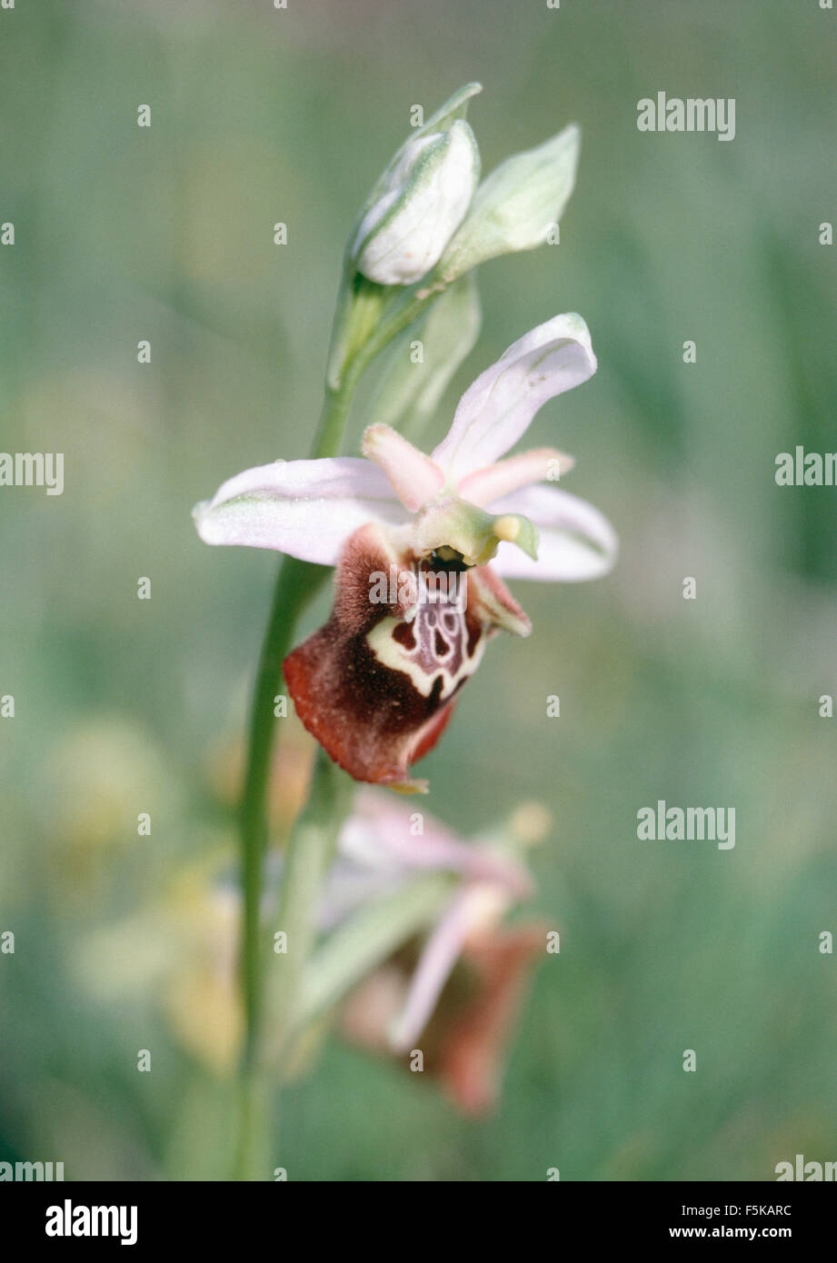 Eine weiße Orchidee mit braun und lila Markierungen in Nahaufnahme Stockfoto