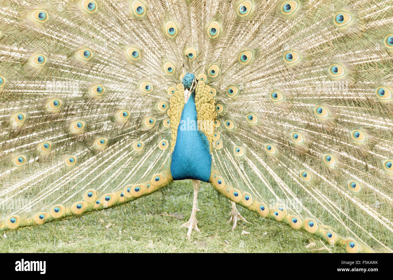 Ein männlicher Pfau Schwanze anzeigen Stockfoto