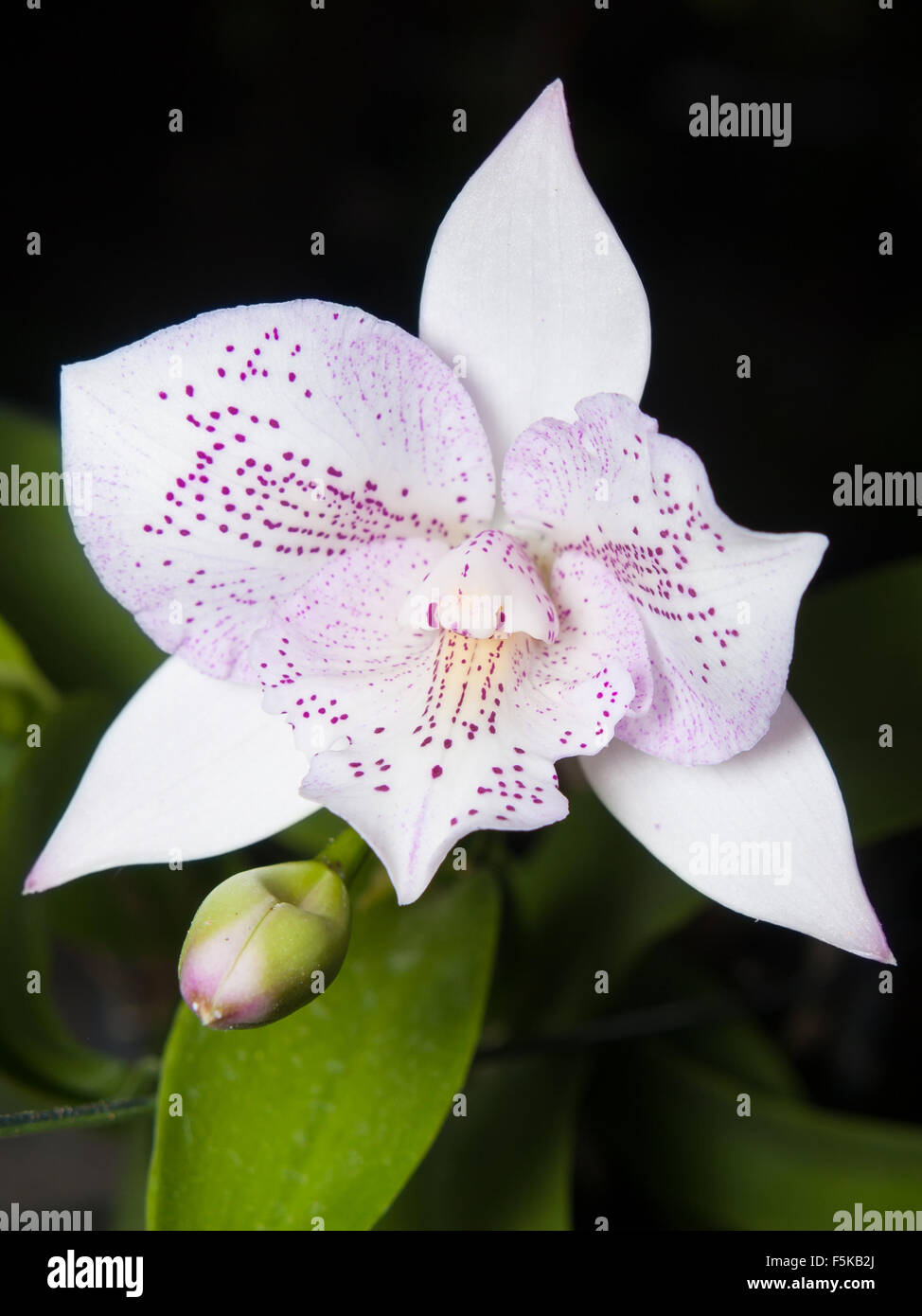 Bouquet von Diacattleya Chantilly Lace funkeln Stockfoto