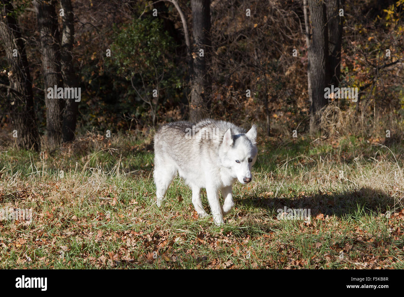 Ein einsamer Wolf jagt am späten Nachmittag in einem Eichenwald. Stockfoto
