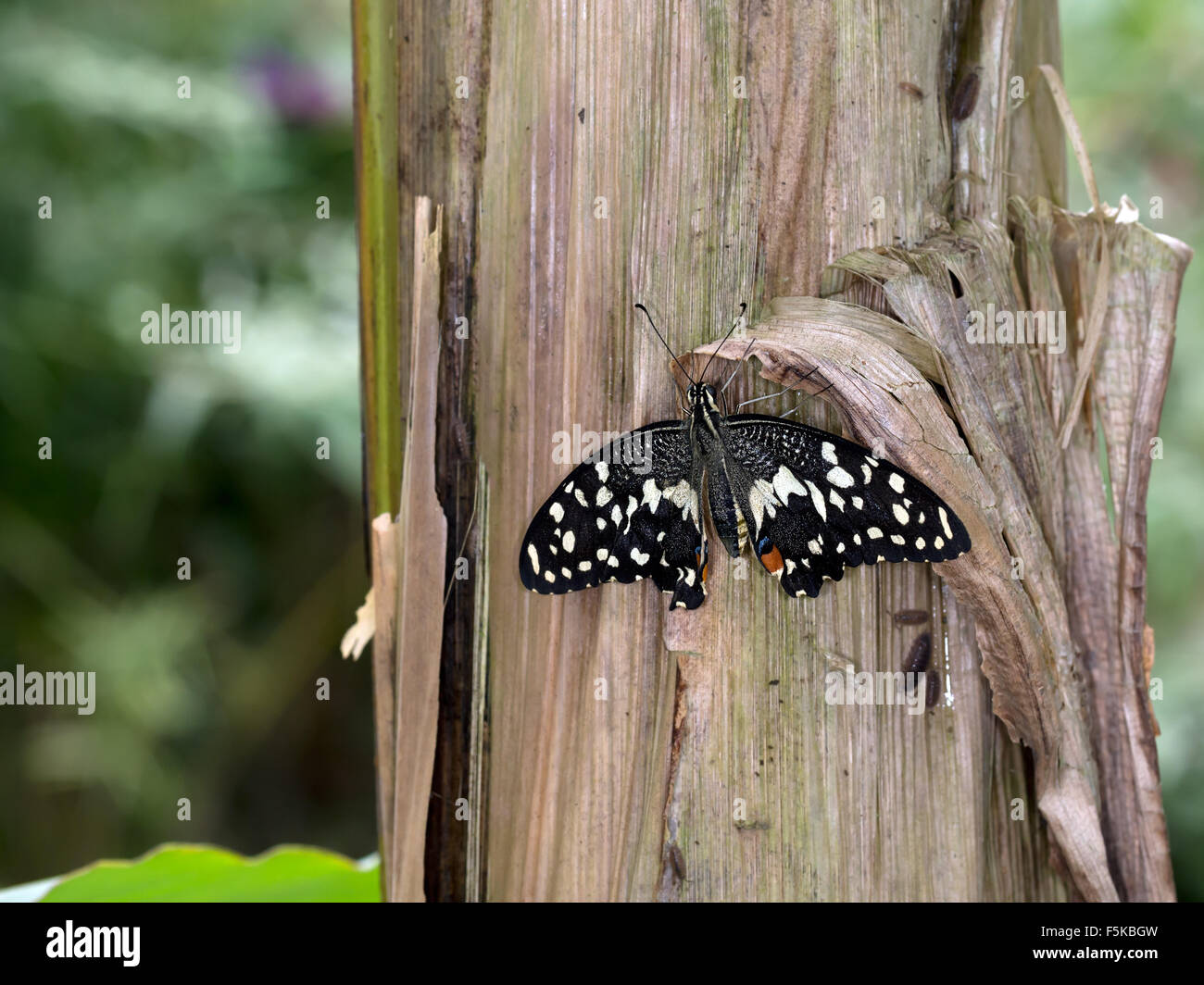 Papilio Demoleus ist eine verbreitete Schwalbenschwanz-Schmetterling. Der Schmetterling ist auch bekannt als die gemeinsame Lime Butterfly, lim Stockfoto