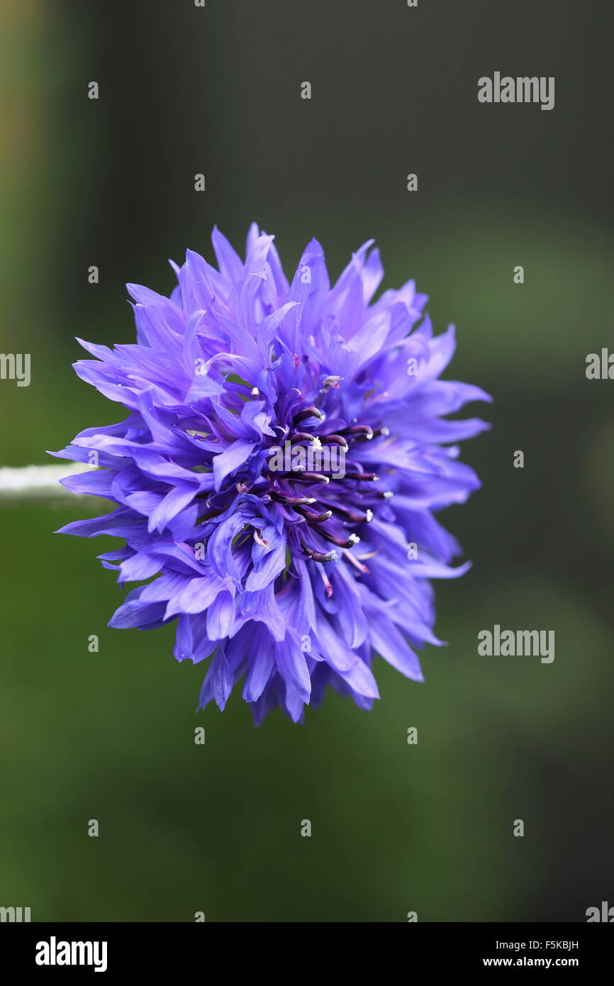 Blau Centaurea Cyanus oder auch bekannt als Kornblume Stockfoto