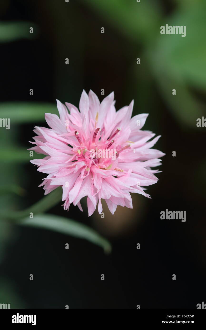 Rosa Centaurea Cyanus oder auch bekannt als Kornblume Stockfoto