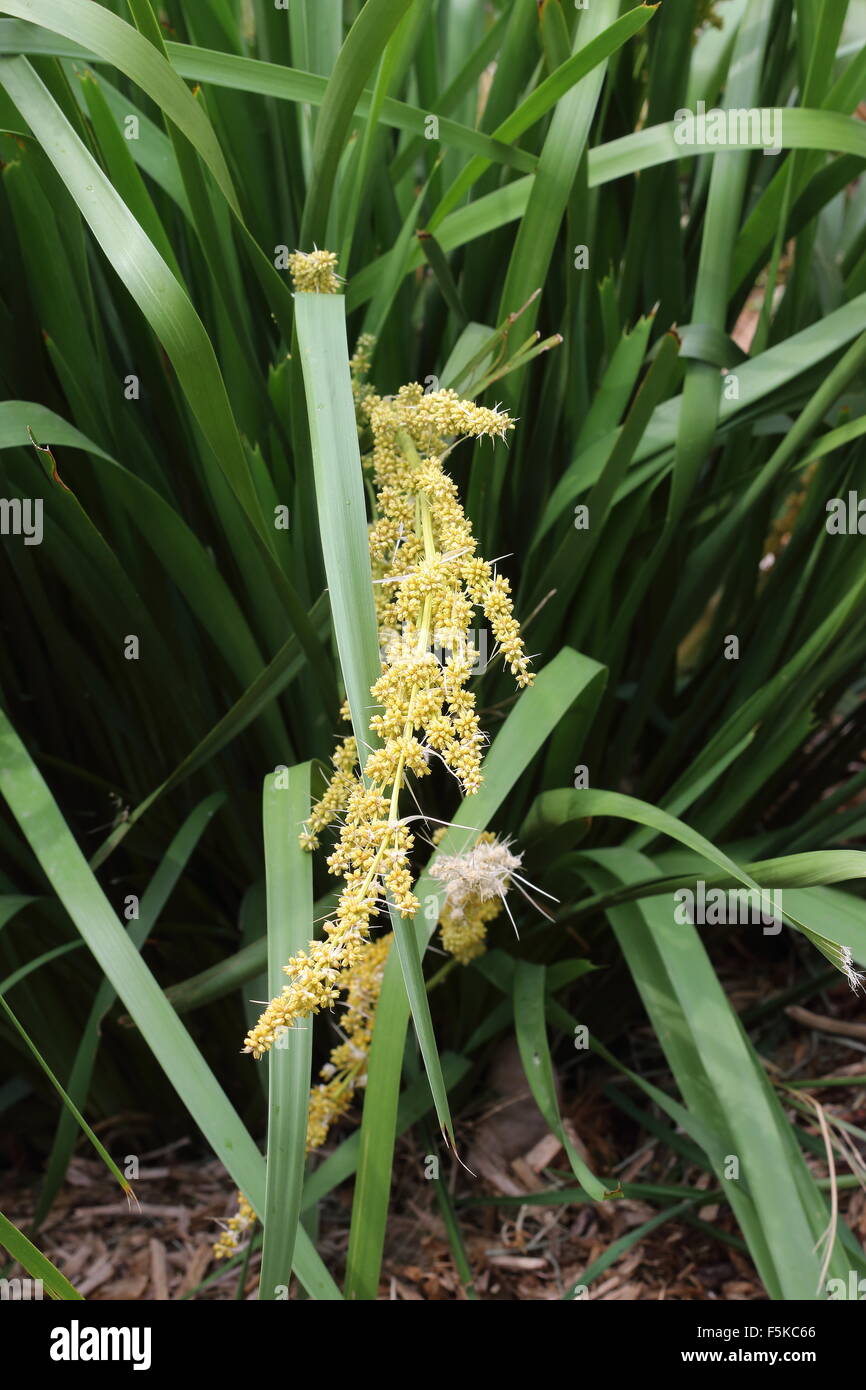 Lomandra Longifolia oder auch Langusten-Kopf Mat-Rush, Korb Grass Stockfoto
