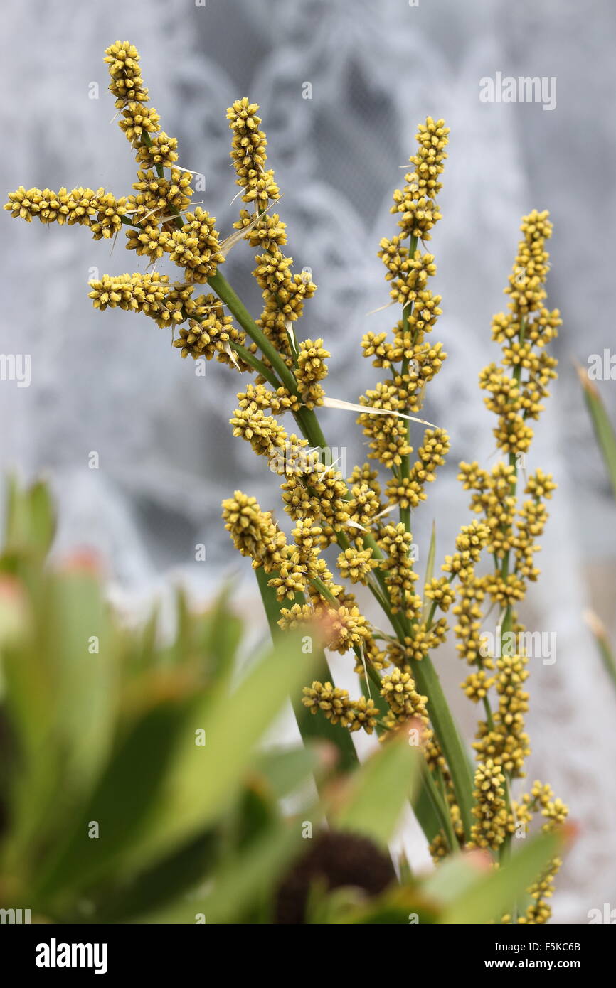 Lomandra Longifolia oder auch Langusten-Kopf Mat-Rush, Korb Grass Stockfoto