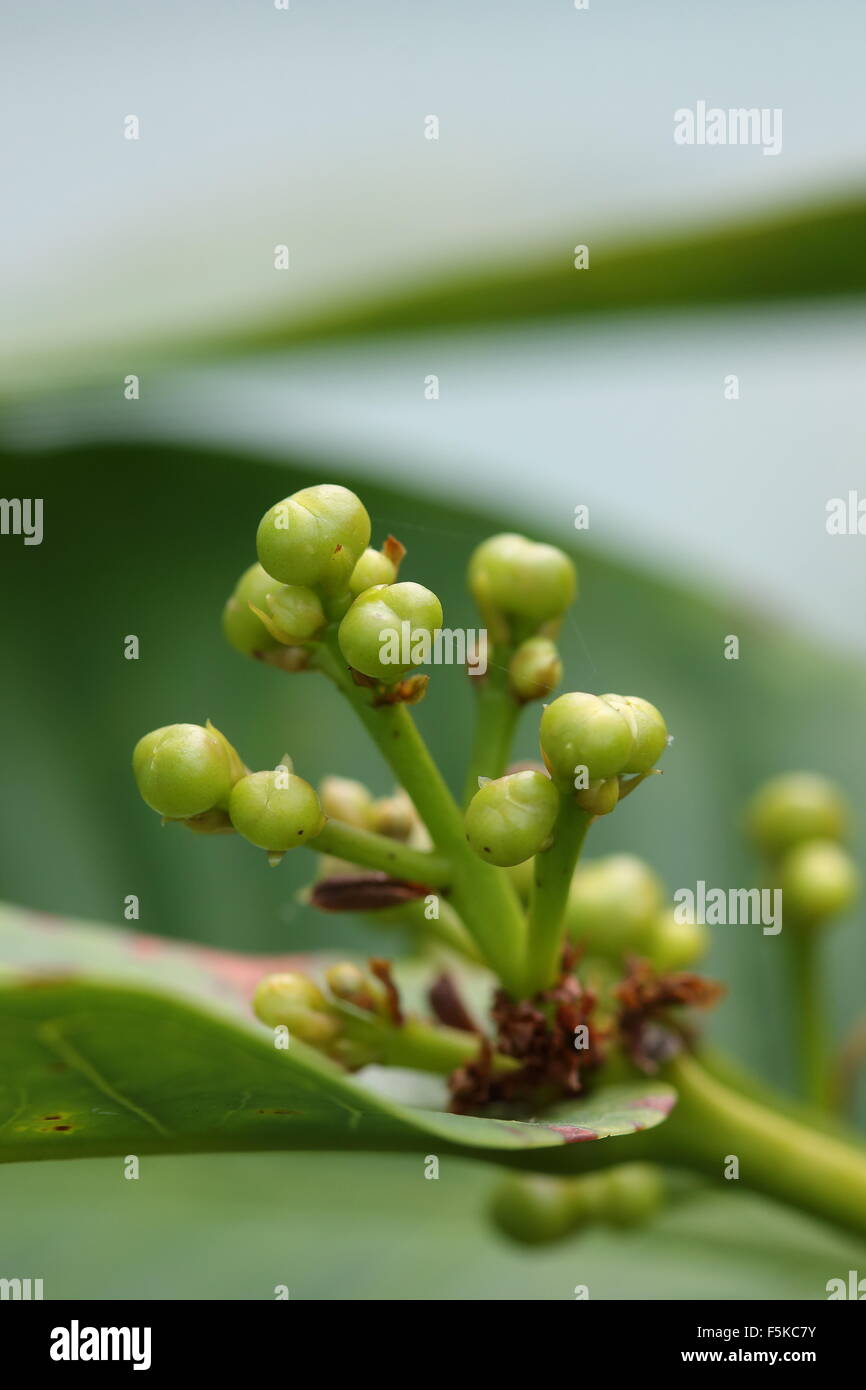 Obst-Knospen der Syzygium Samarangense oder Wachs Jambu genannt Stockfoto