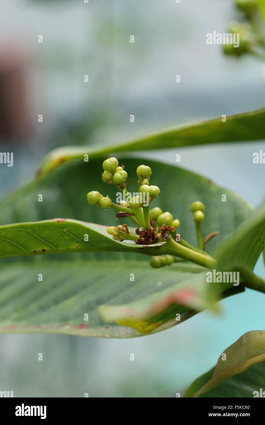 Obst-Knospen der Syzygium Samarangense oder Wachs Jambu genannt Stockfoto