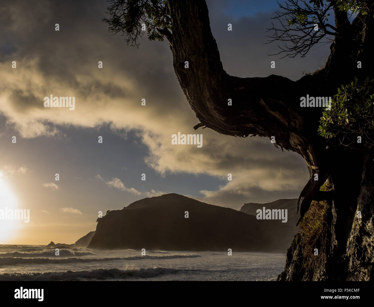 Pohutakawa Baum in Morgendämmerung, Spirits Bay, Northland Stockfoto