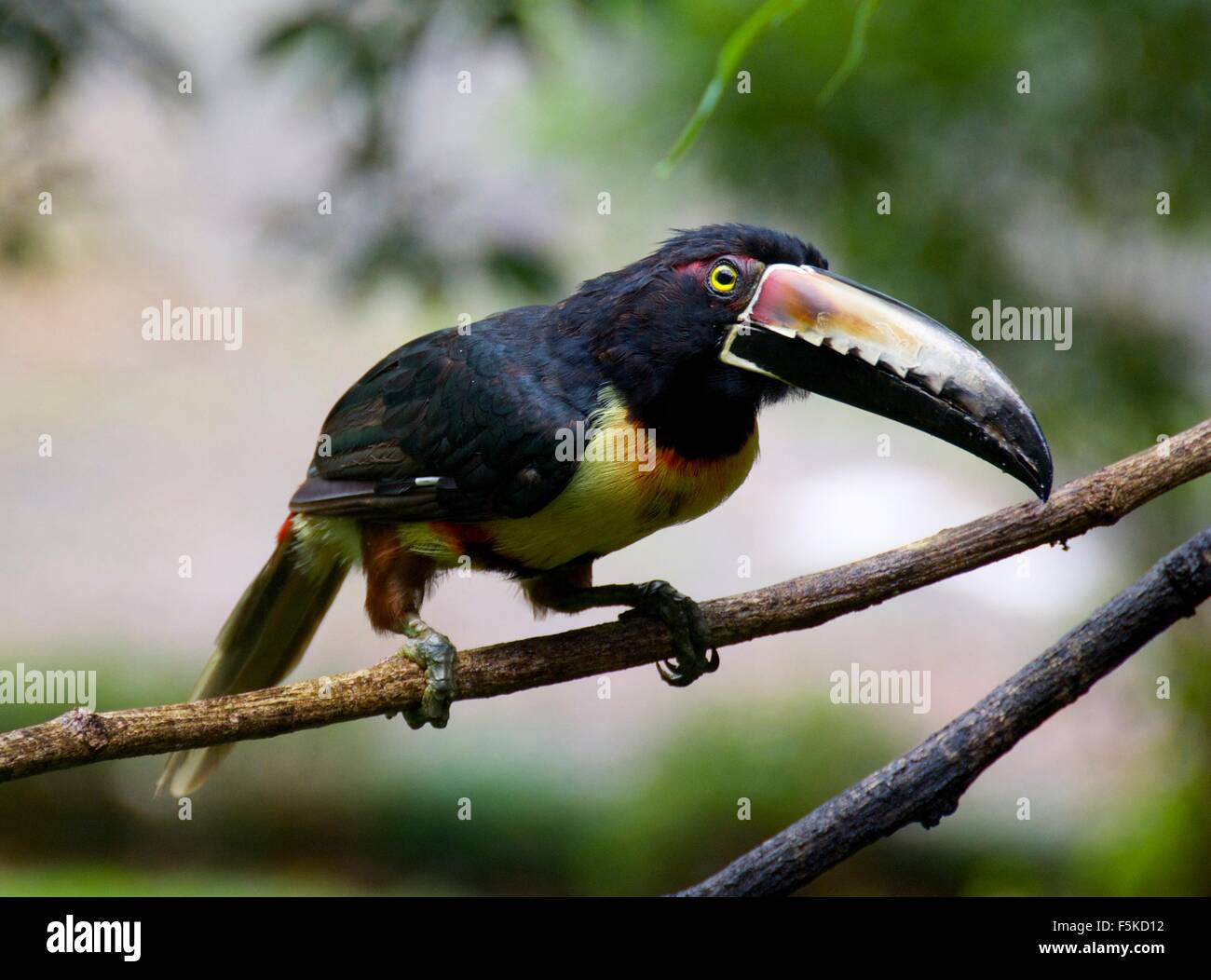 Fliegender Tukan Fotos Und Bildmaterial In Hoher Aufl sung Alamy fliegender-tukan-fotos-und-bildmaterial-in-hoher-aufl-sung-alamy