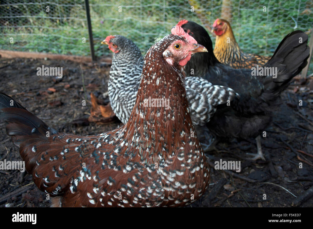 Bio-eierlegende Hühner Stockfoto