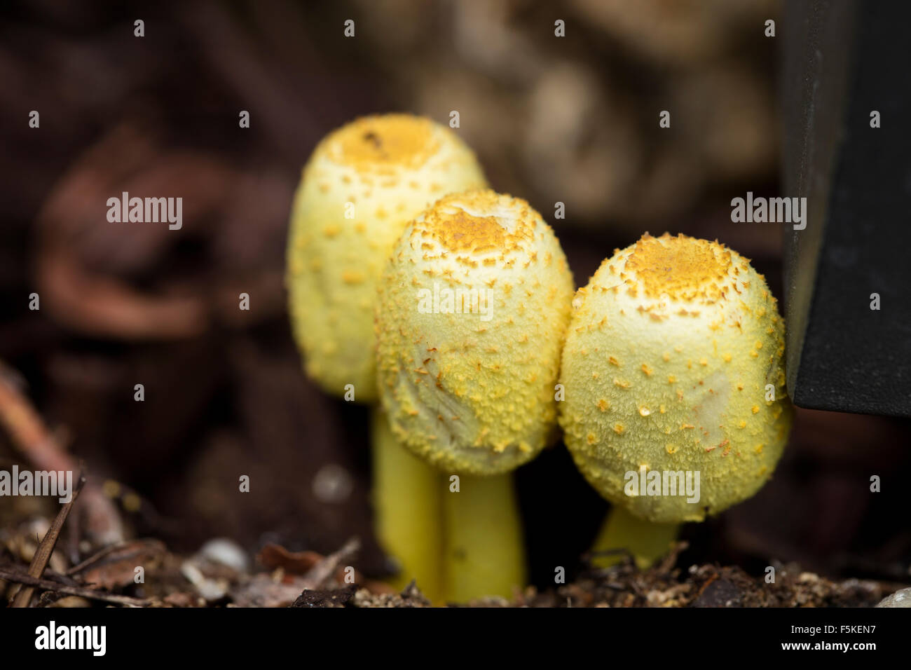 Gelbe Garten Pilze, Leucocoprinus Bimbaumii wachsen in feuchten Planer Boden in einem Garten Stockfoto