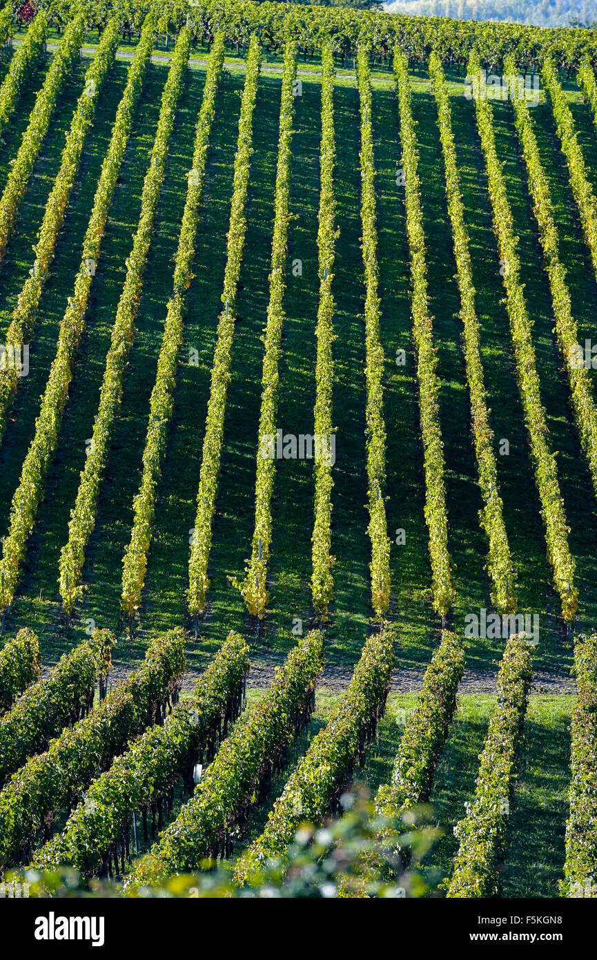 Weinberge - geometrische Landschaft in Bordeaux Vineyard Stockfoto