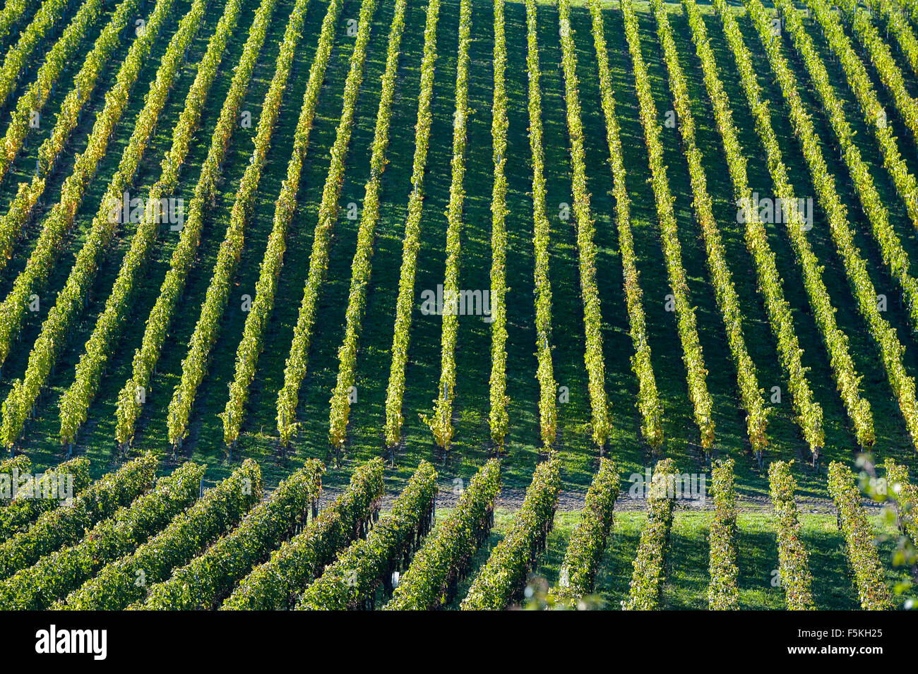 Weinberge - geometrische Landschaft in Bordeaux Vineyard Stockfoto