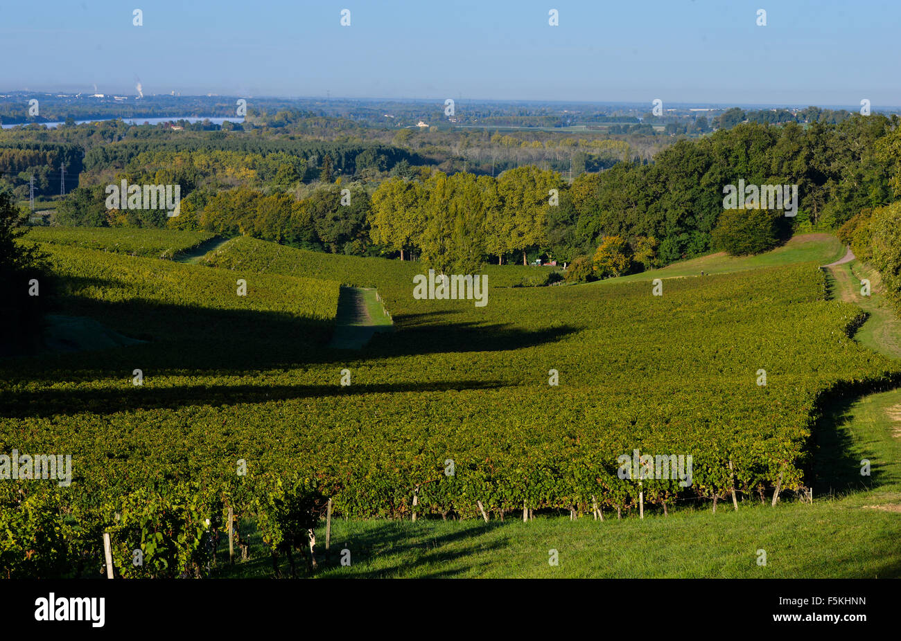 Weinberge - abstrakte Landschaft in Bordeaux Vineyard Stockfoto