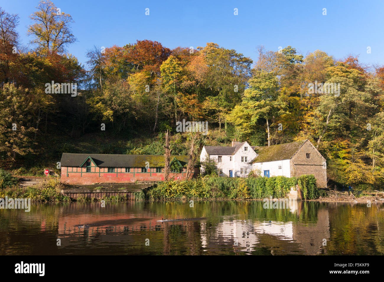 Im Herbst Laub Farbe spiegelt sich in den Fluss Wear, Durham City, England, UK Stockfoto