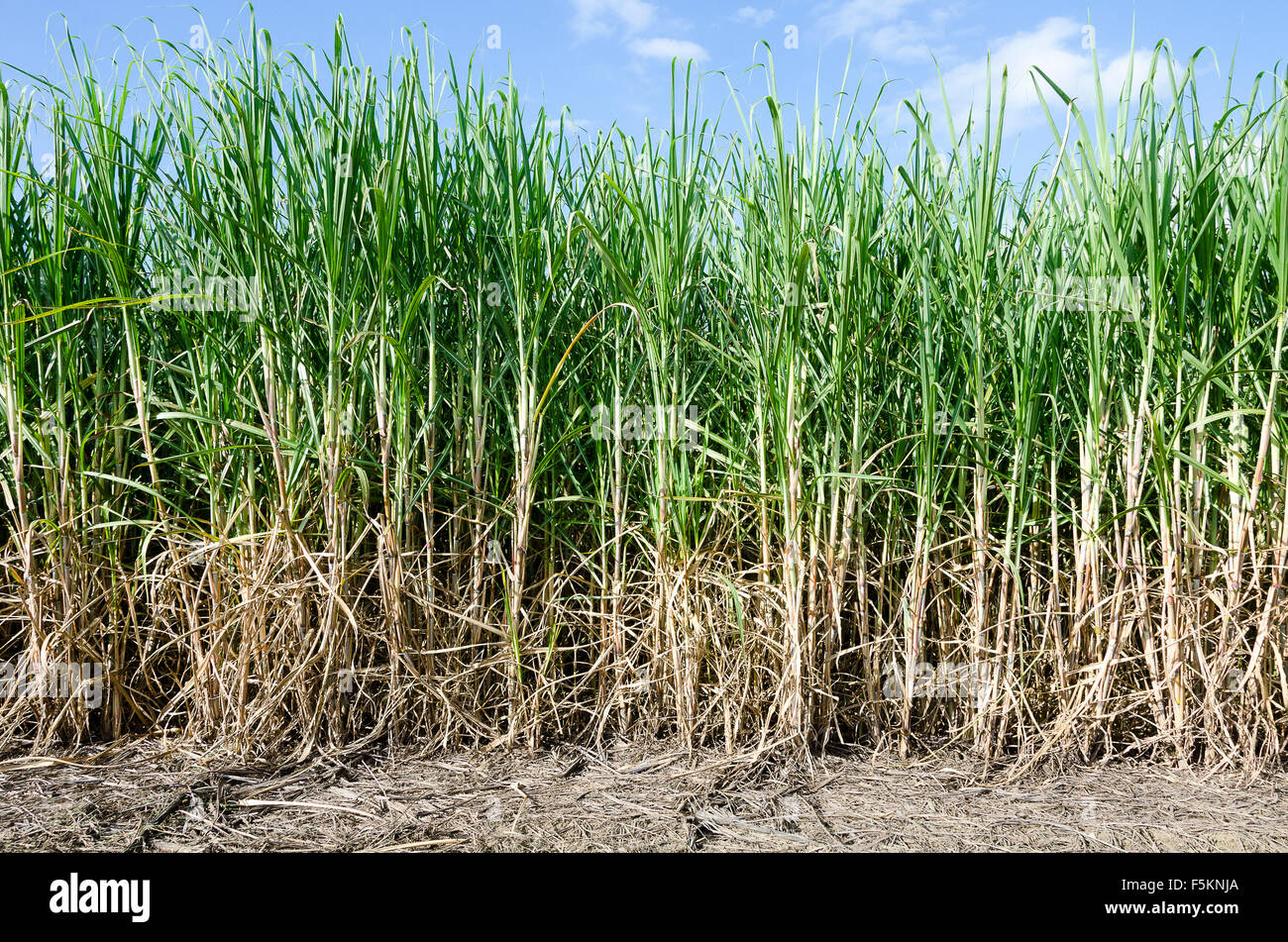 Zuckerrohrfelder, Murwillumba, nördlichen New South Wales, Australien Stockfoto