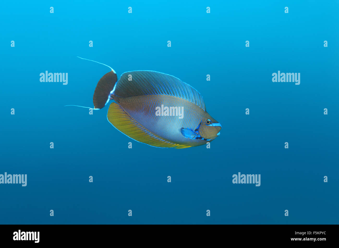 längliche Unicornfish (Naso Lopezi), Indischer Ozean, Malediven Stockfoto