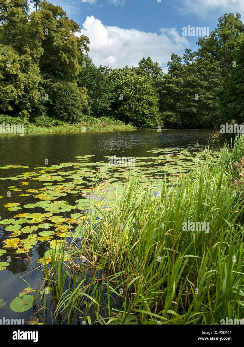 See mit Seerosen und Wald innerhalb der Calke Abbey Estate, Ticknall, Derbyshire, England, UK. Stockfoto