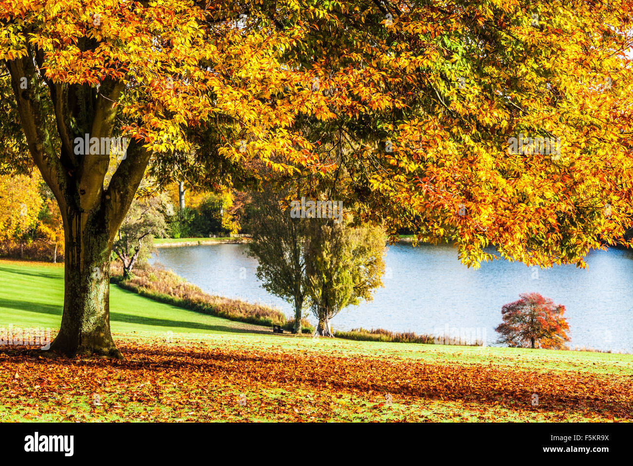 Die Parklandschaft auf dem Bowood Anwesen in Wiltshire im Herbst. Stockfoto