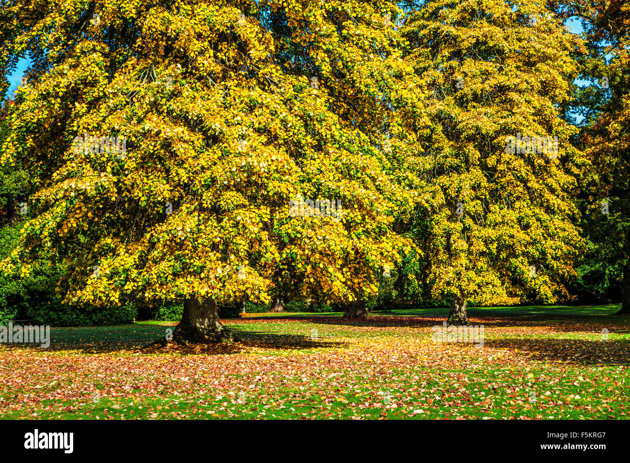 Große Herbst-Bäume in der Parklandschaft auf dem Bowood Anwesen in Wiltshire. Stockfoto