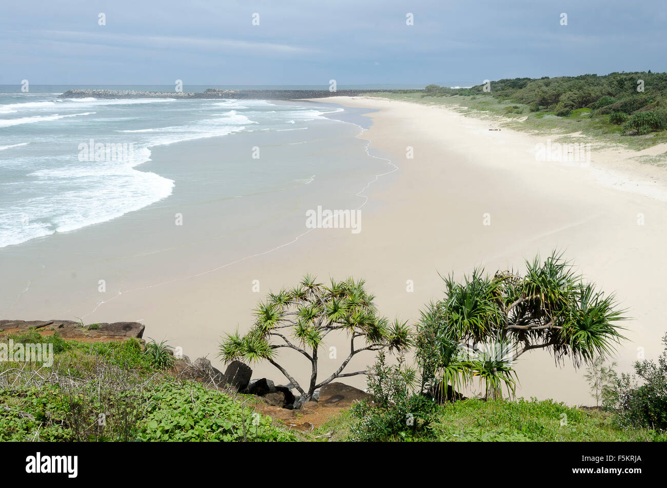 Pandanus-Bäume am Strand, Ballina, nördlichen New South Wales, Australien Stockfoto