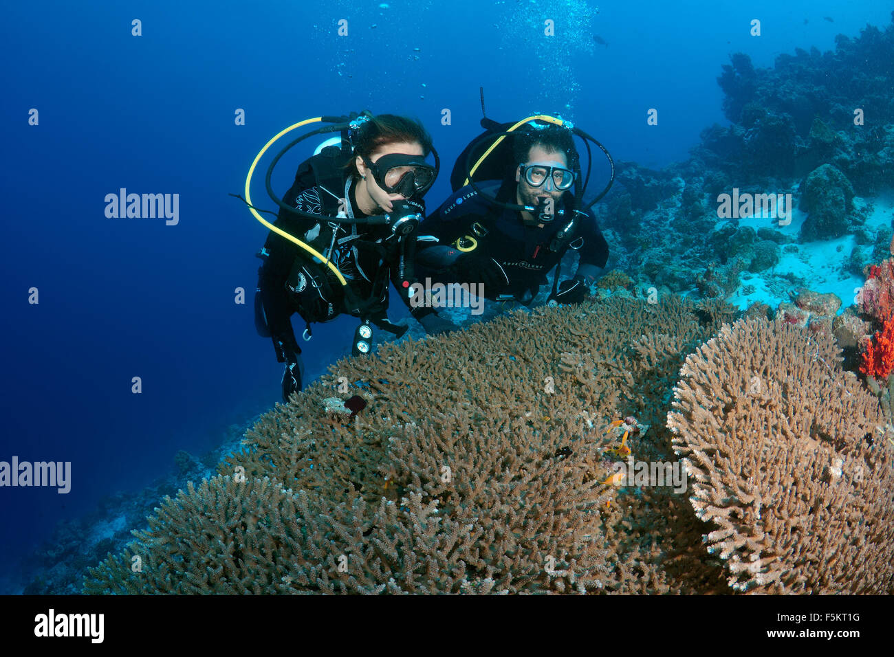 Junges Paar Taucher mit Blick auf die Korallen, Indischer Ozean, Malediven Stockfoto