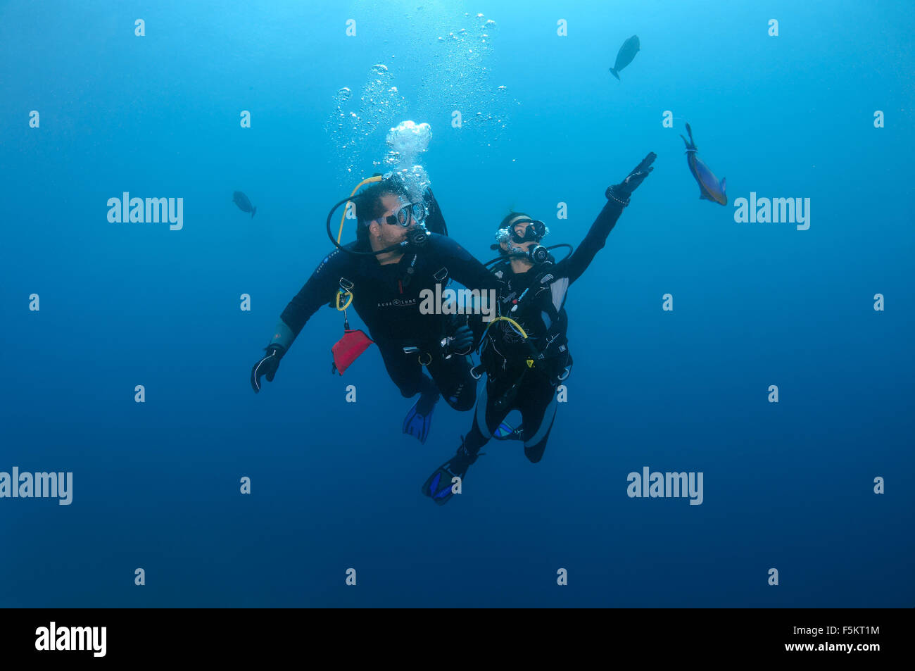 Taucher betrachten längliche Unicornfish (Naso Lopezi), Indischer Ozean, Malediven Stockfoto