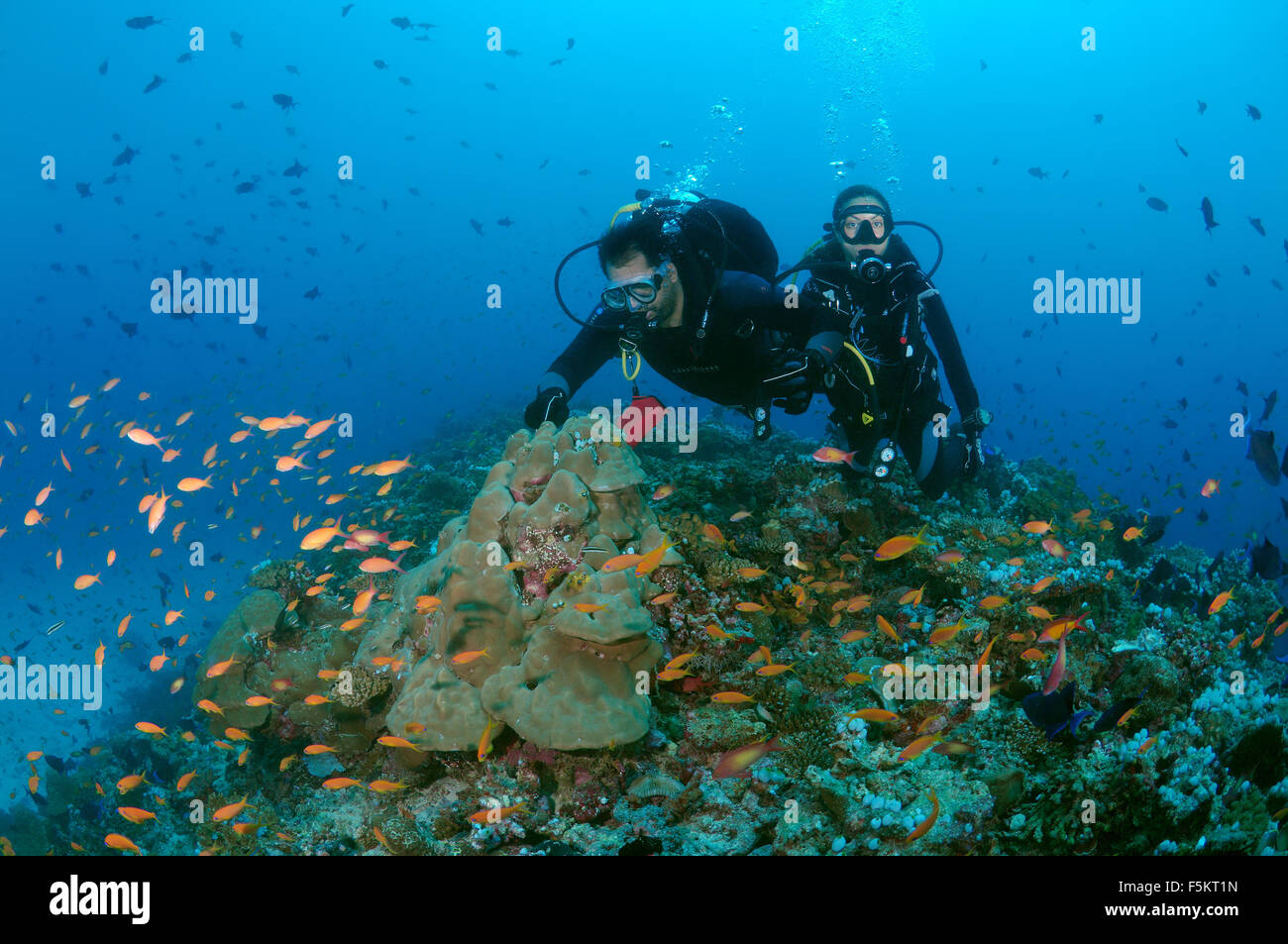 Junges Paar Taucher schwimmt über ein Korallenriff und schaut sich eine Herde von bunten Fischen, Indischer Ozean, Malediven Stockfoto