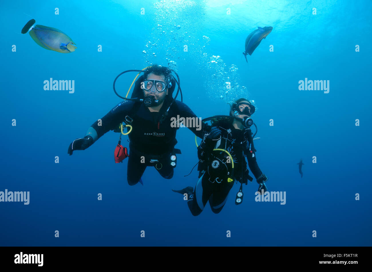 Taucher betrachten längliche Unicornfish (Naso Lopezi), Indischer Ozean, Malediven Stockfoto