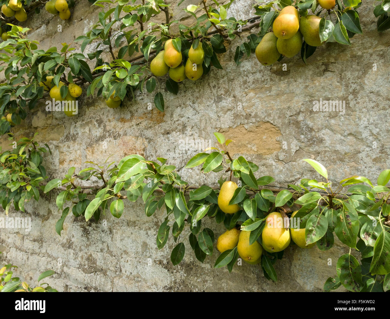 Espalier trainierter Birnenbaum mit Birnen an alter Steinmauer, Grantham, England, Großbritannien. Stockfoto