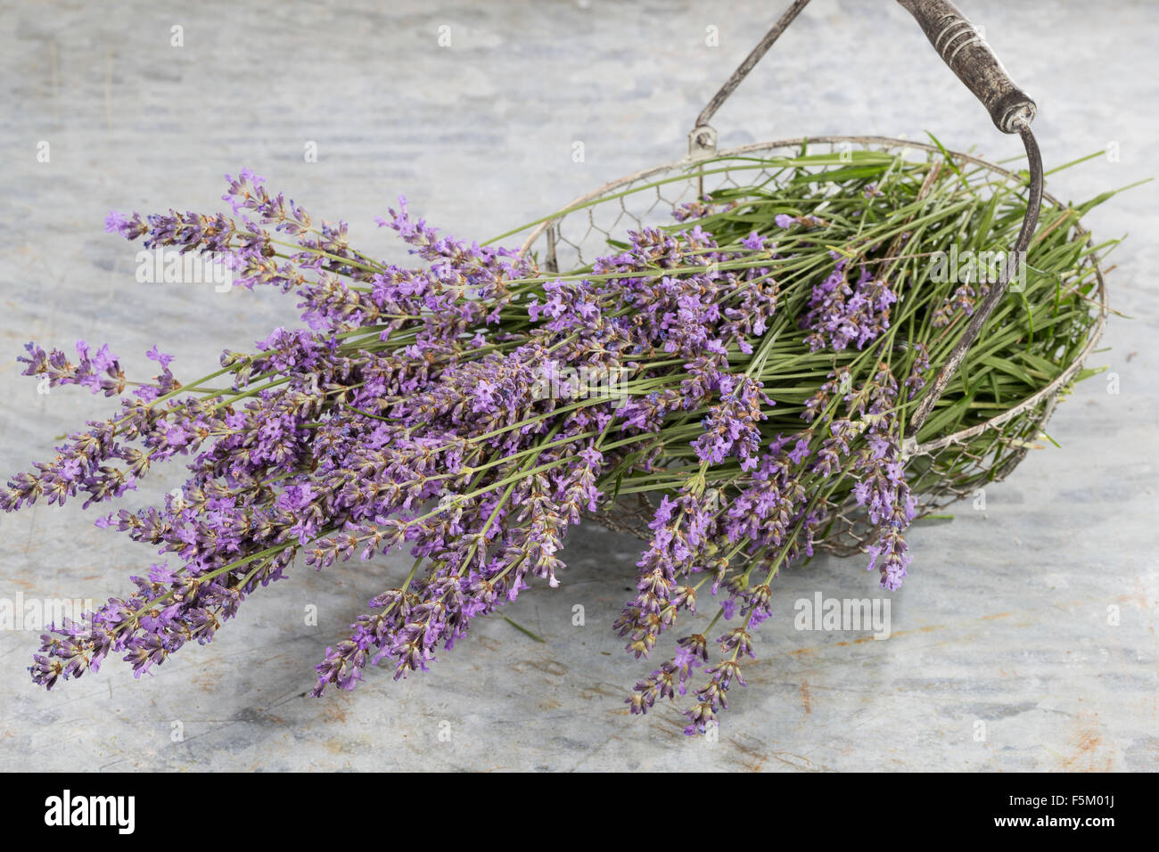 Lavendel, echter Lavendel, Zuschneiden, Echter Lavendel, Schmalblättriger Lavendel, Ernte, Lavandula Angustifolia, Lavandula Officinalis Stockfoto