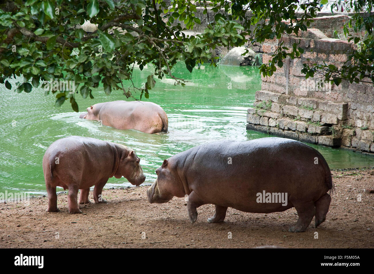 Nilpferd, Nandankanan Zoologischer Park, Bhubaneswar, Odisha, Indien, Asien Stockfoto