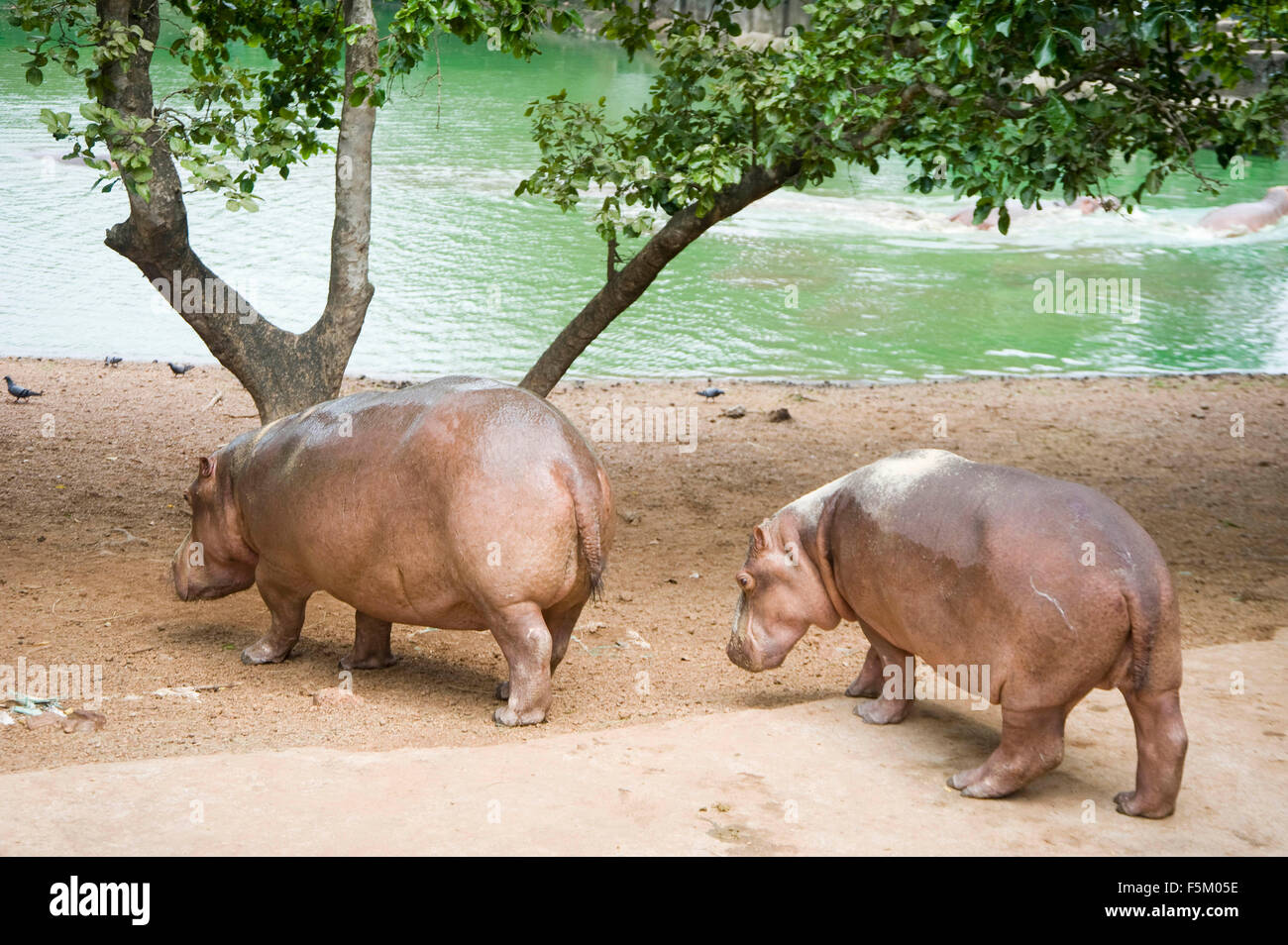 Nilpferd, Nandankanan Zoologischer Park, Bhubaneswar, Odisha, Indien, Asien Stockfoto