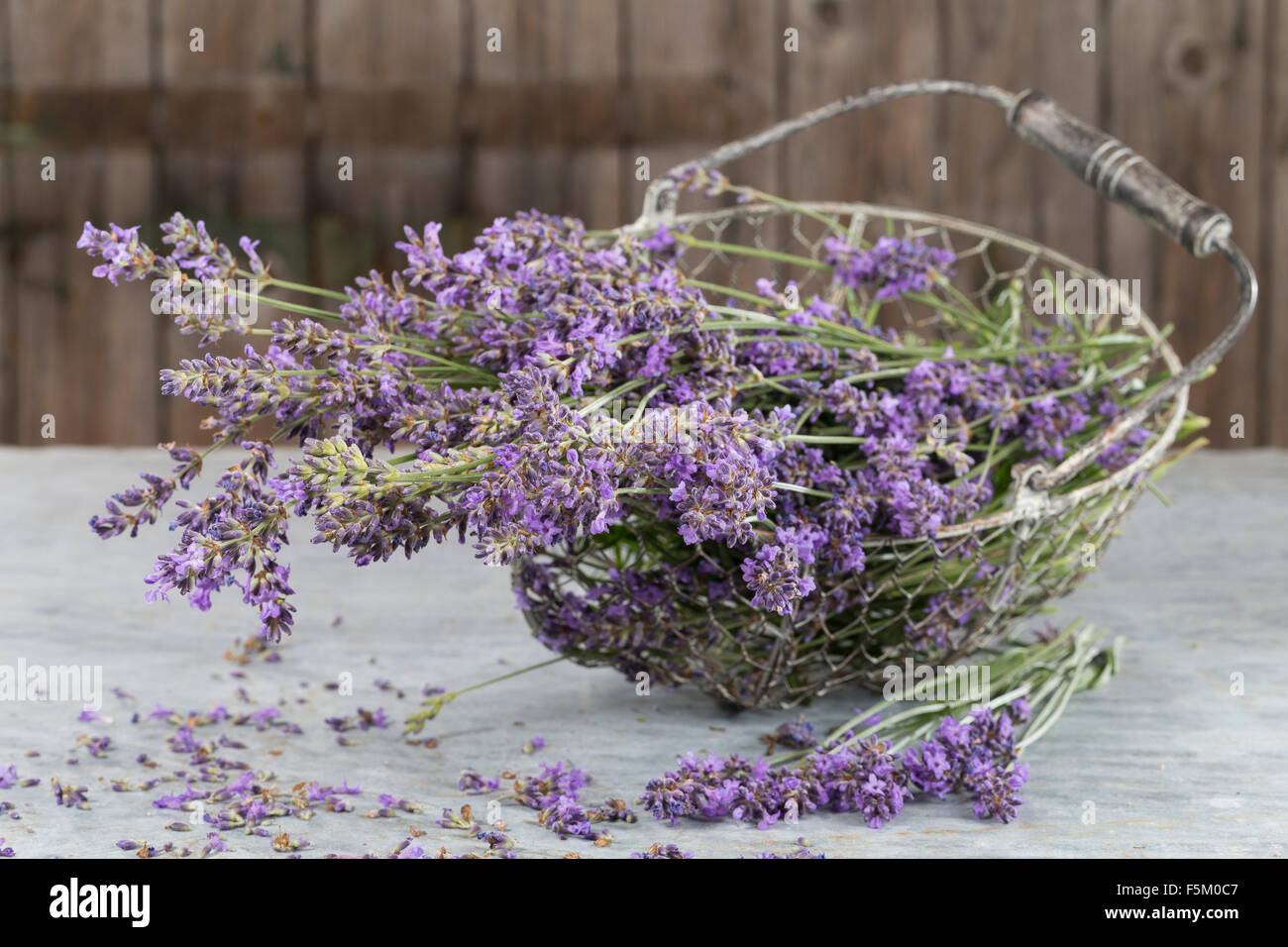 Lavendel, echter Lavendel, Zuschneiden, Echter Lavendel, Schmalblättriger Lavendel, Ernte, Lavandula Angustifolia, Lavandula Officinalis Stockfoto