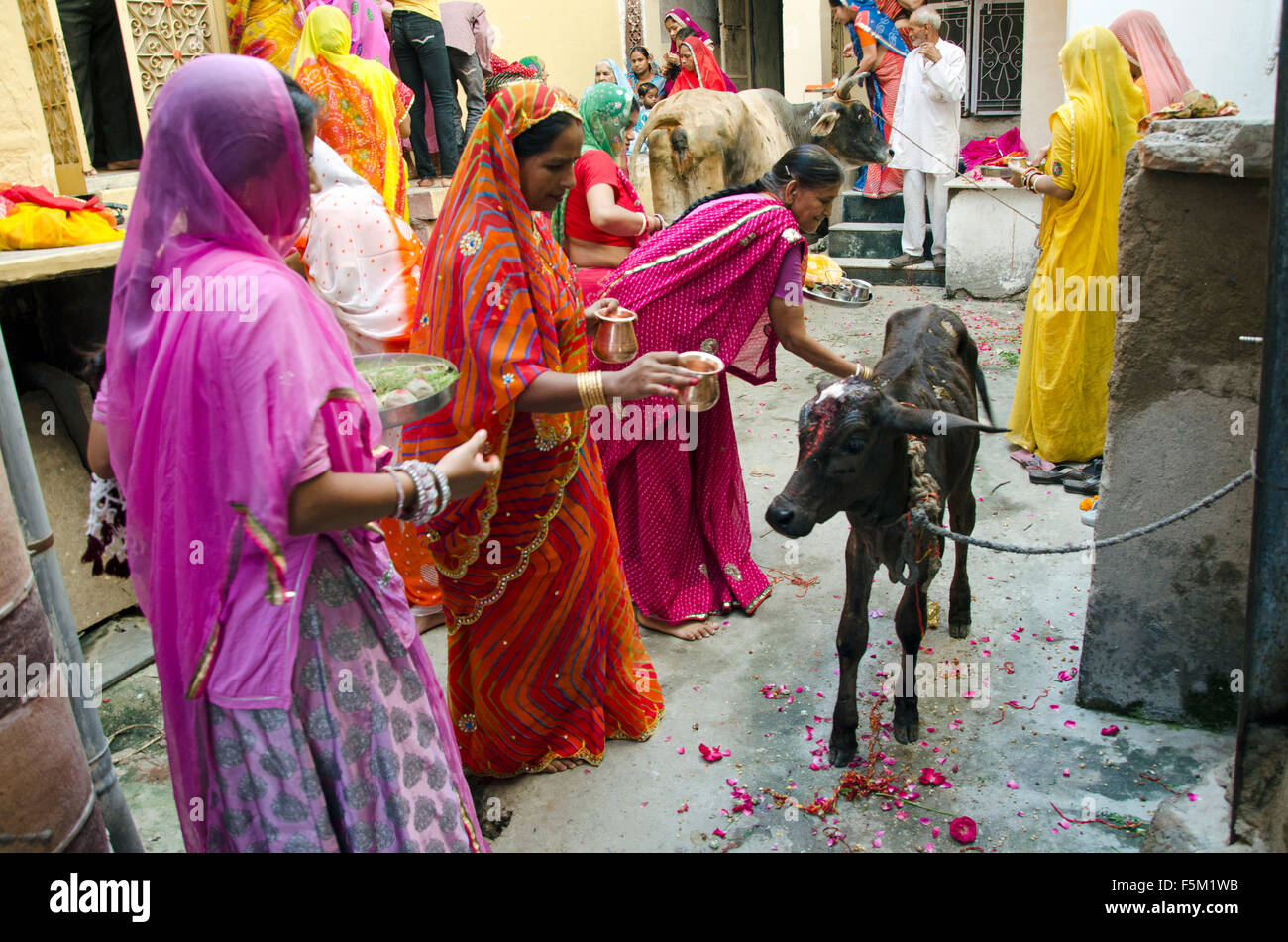 Frauen anzubeten, Kalb, Jodhpur, Rajasthan, Indien, Asien Stockfoto