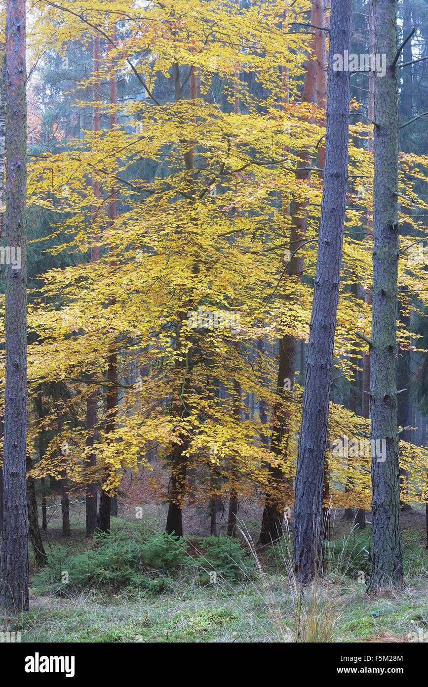 Laubbaum in den Fichtenwald im Herbst Stockfoto