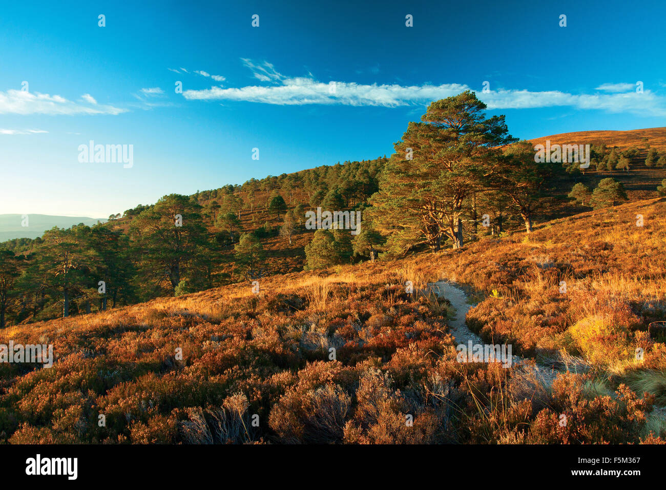 Invereshie und Inchriach National Nature Reserve, Glen Feshie, Cairngorm National Park Stockfoto