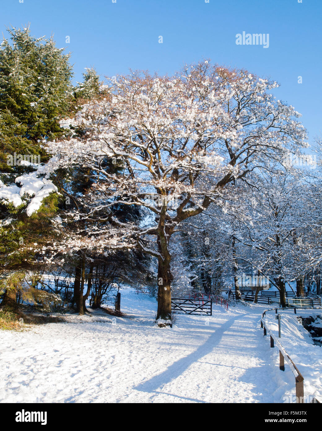 Winterschnee auf den Troll Estate Country Park in Neath Port Talbot Wales UK Stockfoto