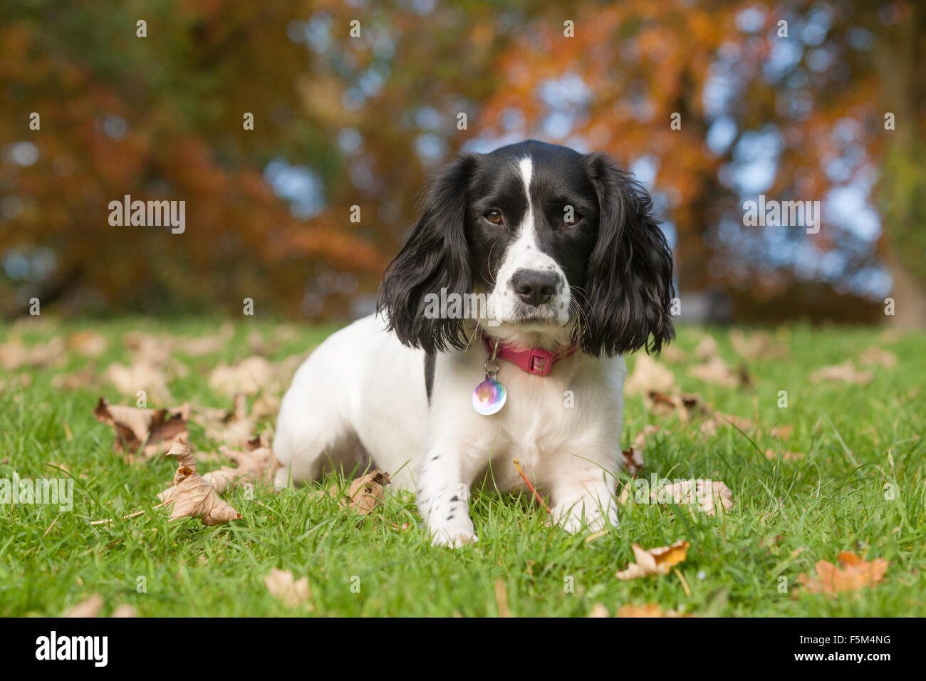 Spaniel hund - ein Springer Spaniel in Ruhe während des Spiels in einem Park im Herbst Stockfoto