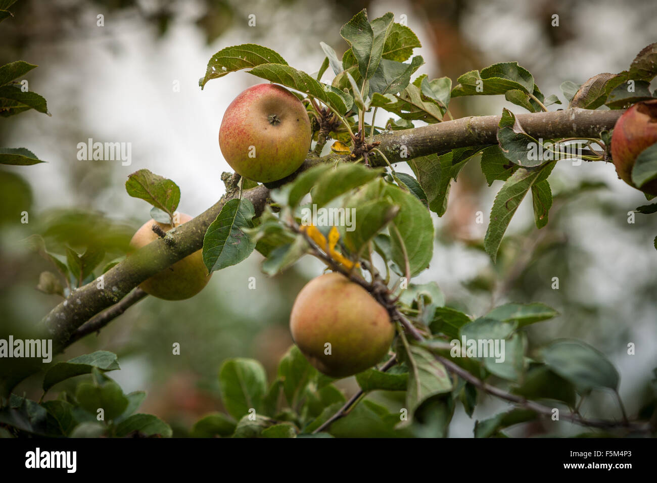 Äpfel an einem Baum im Herbst, wenn die Frucht reif und bereit ist. Stockfoto