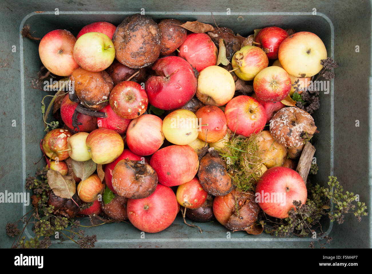 Äpfel in einer Plastikbox die Fäulnis sind. Stockfoto