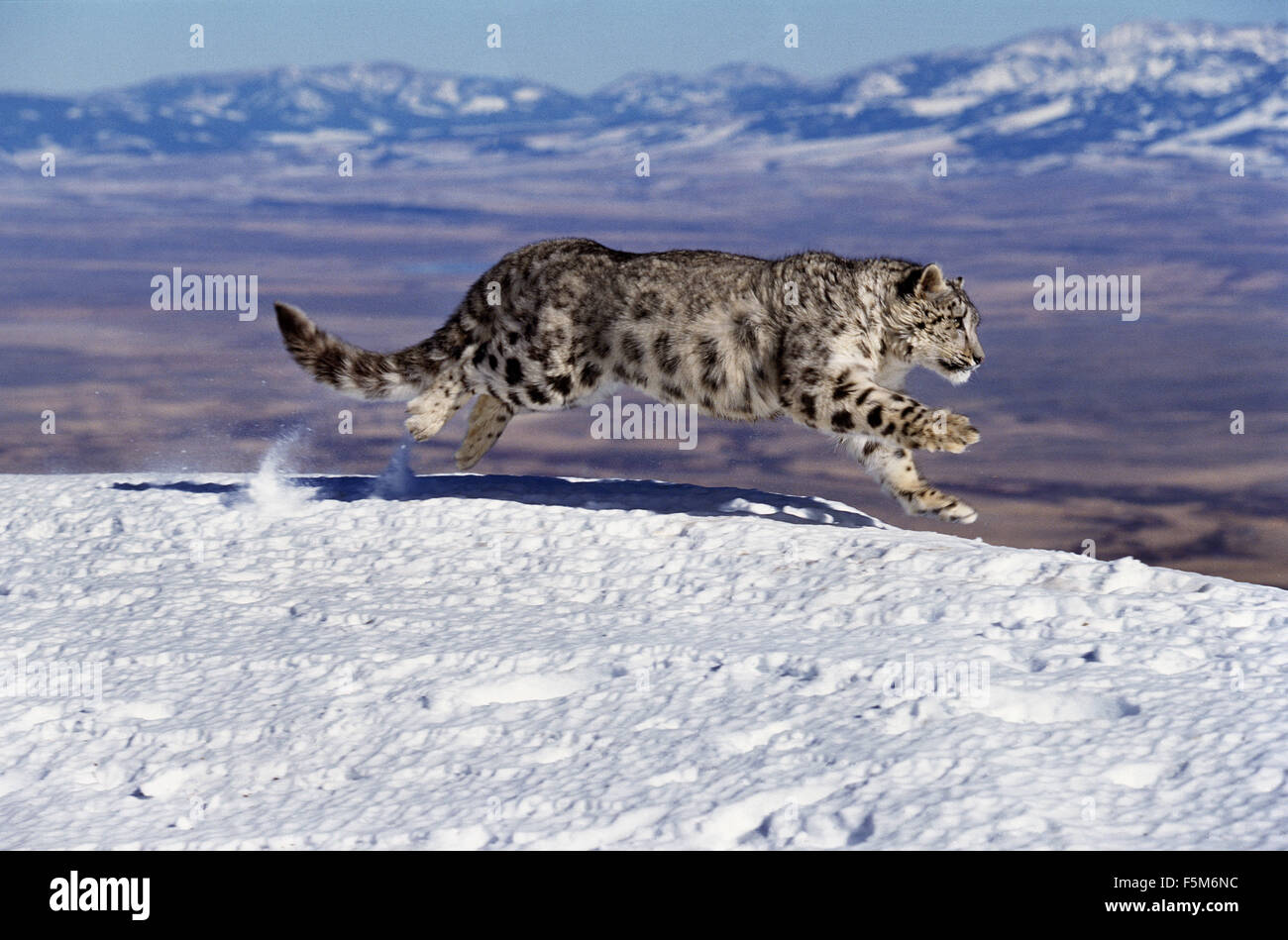 Schneeleopard oder Irbis, Uncia Uncia, Erwachsene laufen auf Schnee durch Berg Stockfoto