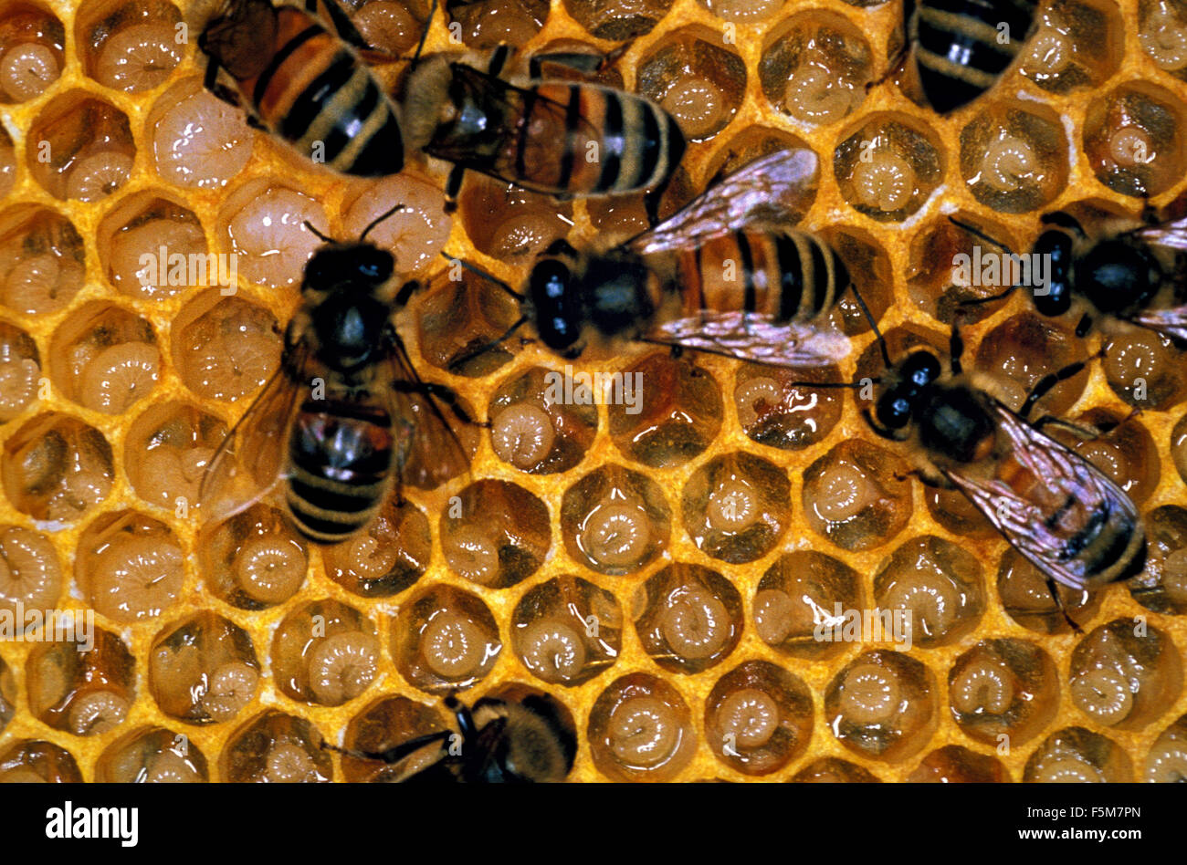 Honigbiene, apis Mellifera, Arbeiter, die auf der Suche nach Larven auf Brut Kamm, Bee Hive in der Normandie Stockfoto