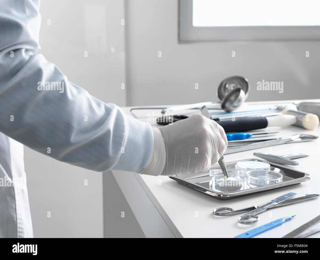 Entnahme einer Probe für die Analyse während einer Autopsie Pathologe Stockfoto