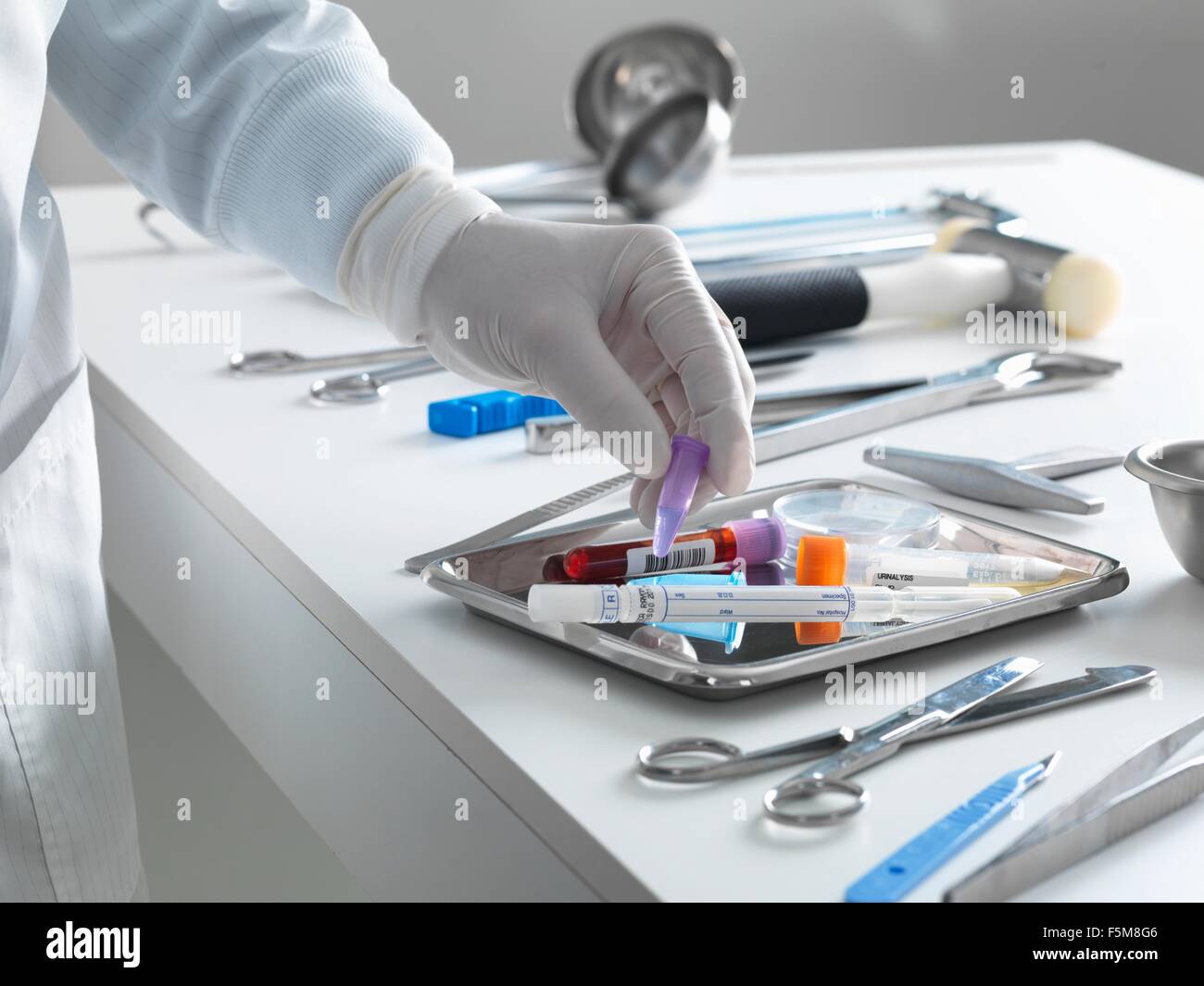 Entnahme einer Probe für die Analyse während einer Autopsie Pathologe Stockfoto