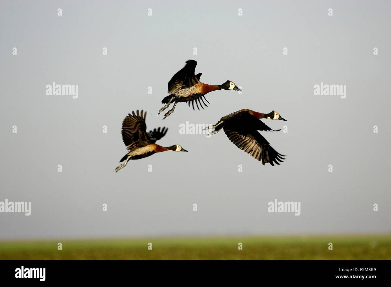 White-faced Pfeifen Ente Dendrocygna Viduata, Erwachsene im Flug, Los Lianos in Venezuela Stockfoto