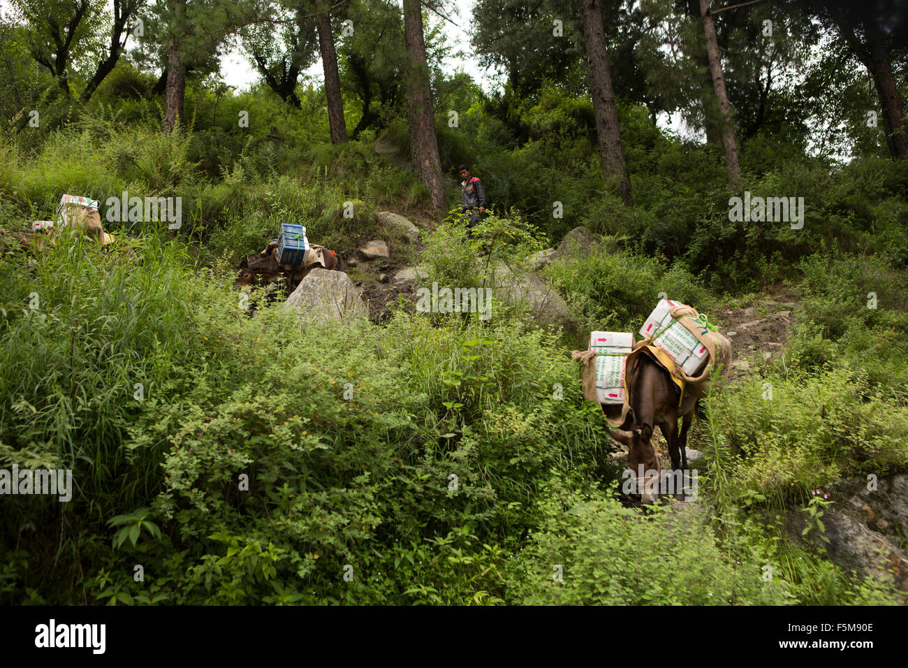 Indien, Himachal Pradesh, Shimla, Pack Pferde bringen Ernte der Äpfel aus dem Obstgarten auf die Straße Stockfoto