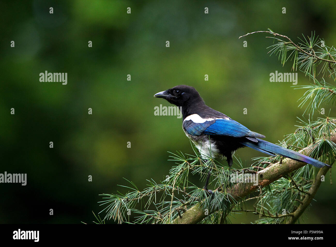 Schwarz in Rechnung gestellt Elster oder europäische Elster, Pica Pica, Erwachsenen stehen auf Zweig, Normandie Stockfoto